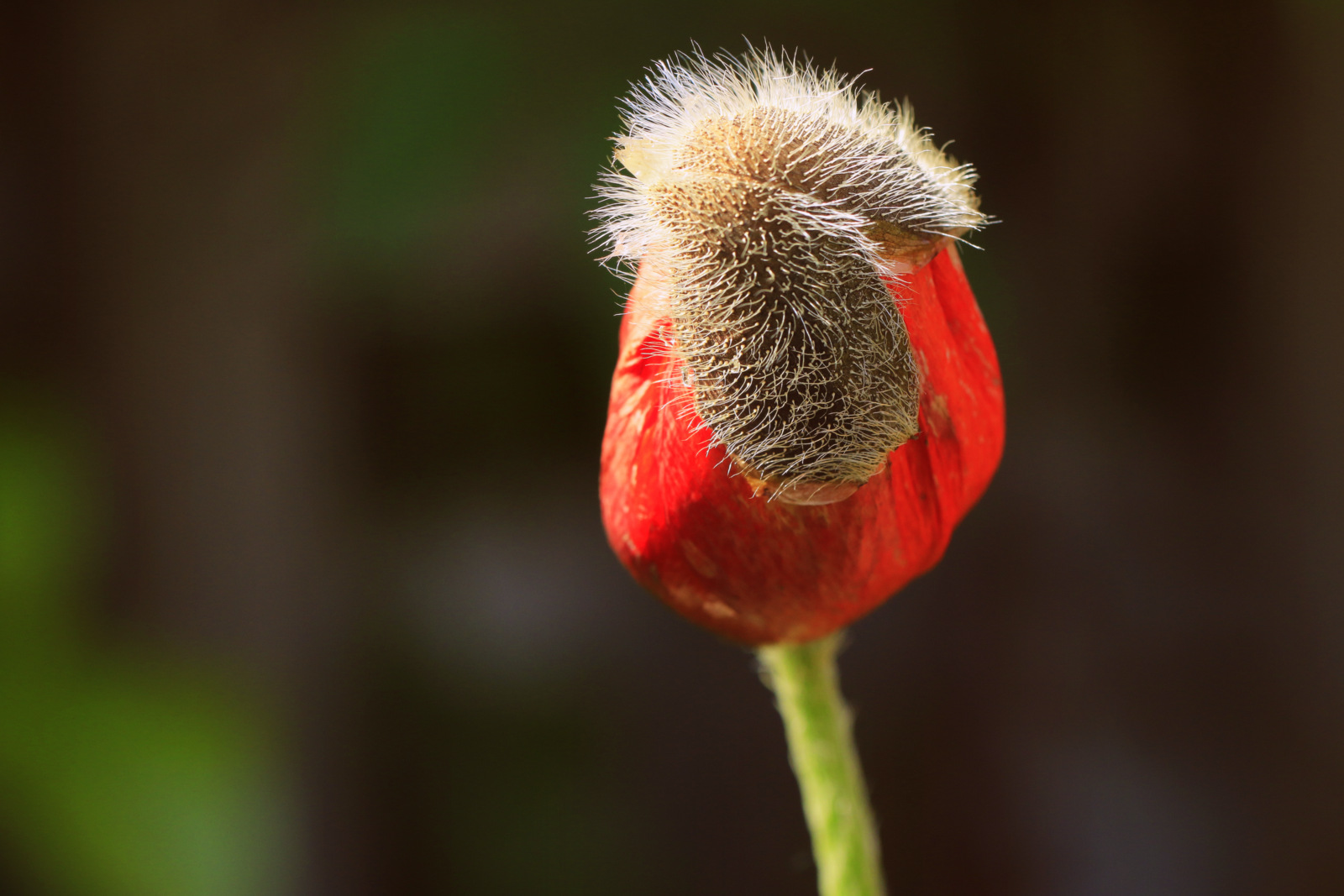 Mohn...behütet