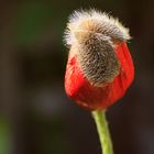 Mohn...behütet