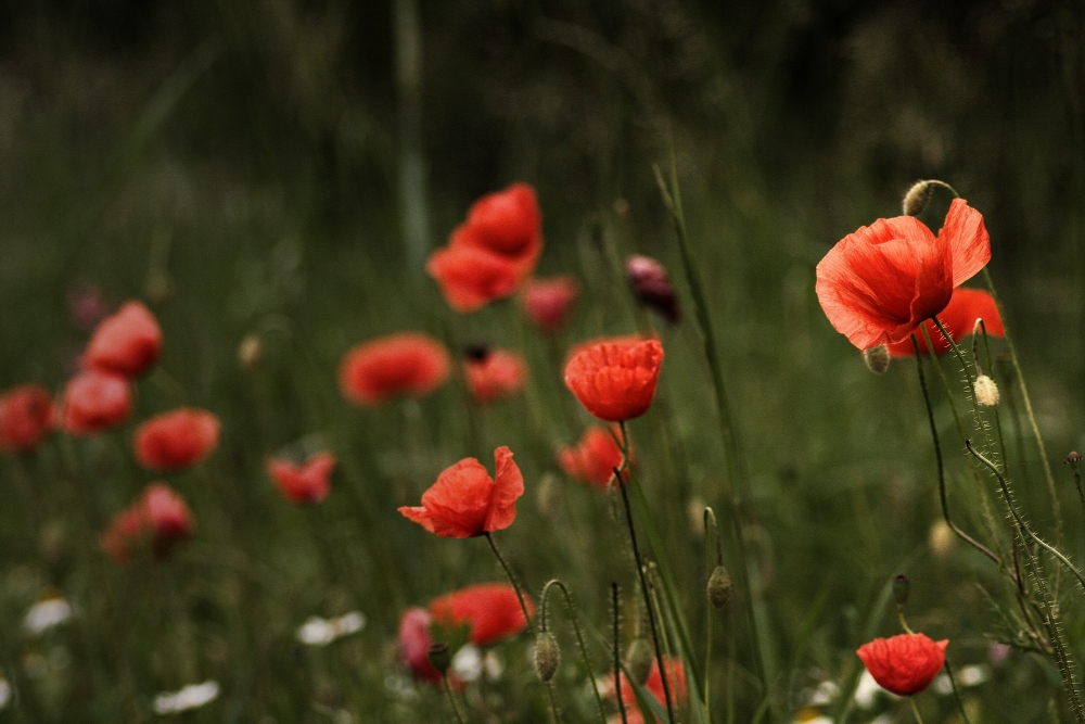 Mohnbild im Oktober...