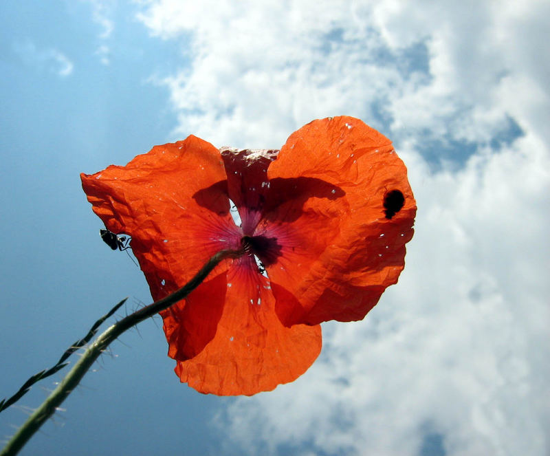 mohn.biszumhimmel.