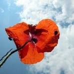 mohn.biszumhimmel.