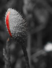 Mohn_black_and_red