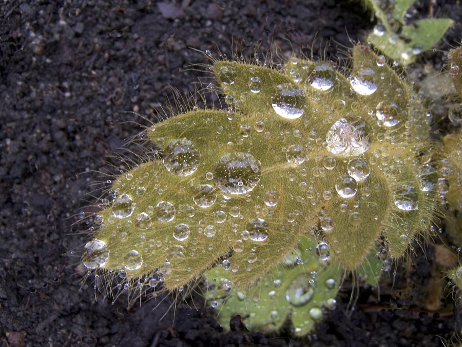 Mohnblatt mit Wassertropfen