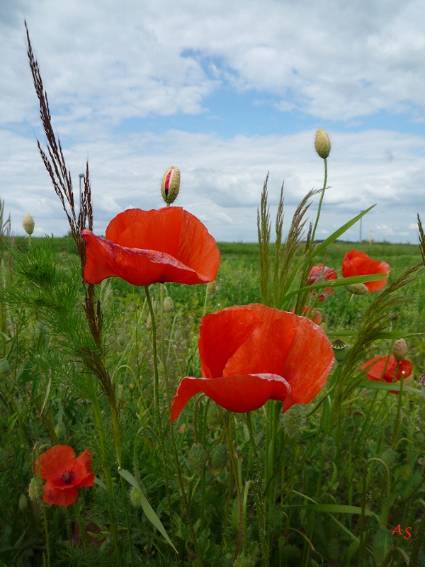 Mohnblick