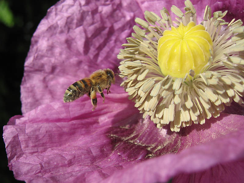 Mohnblühte mit Biene