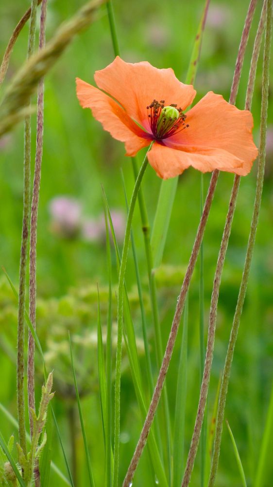 Mohnblümchen