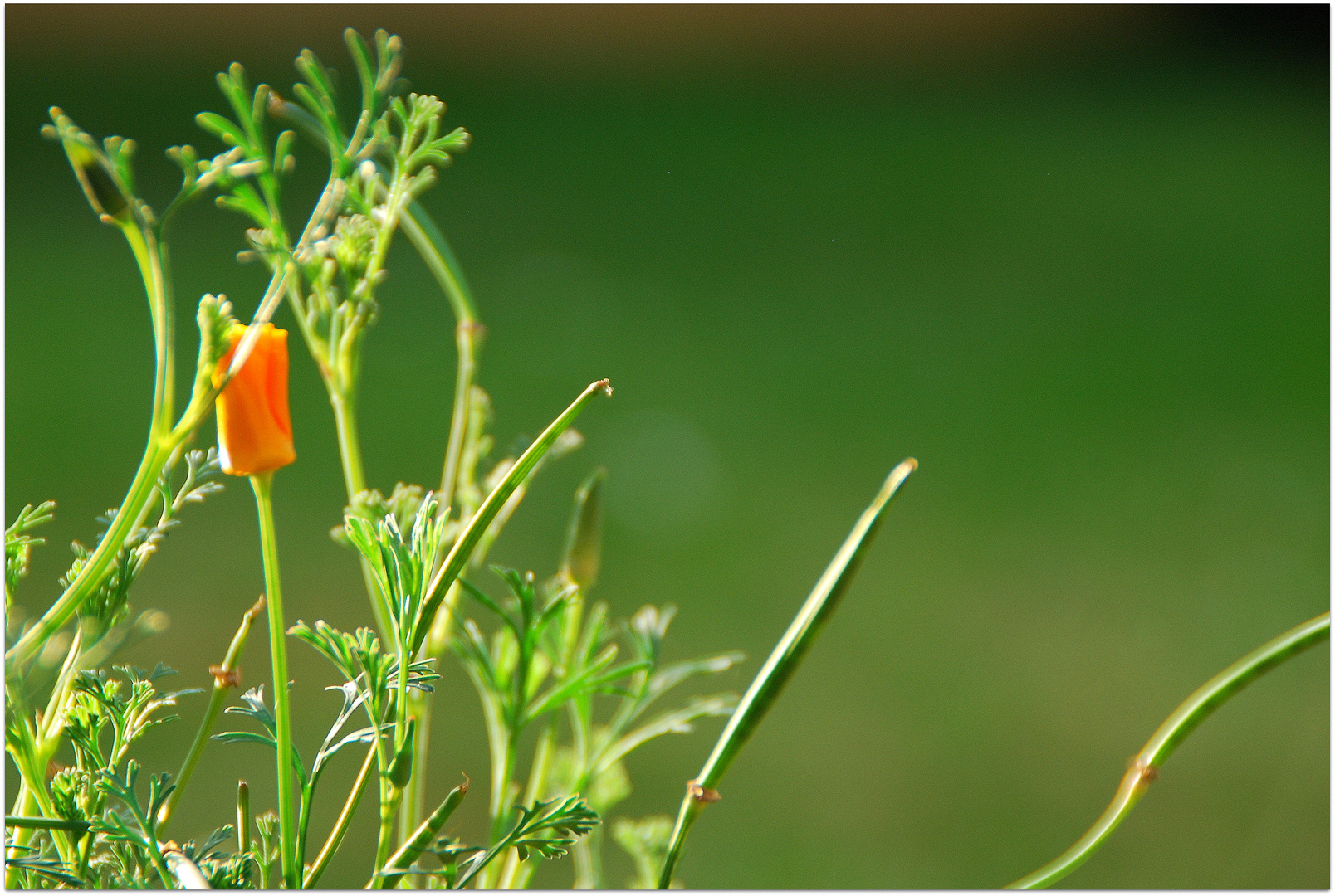 Mohnblümchen