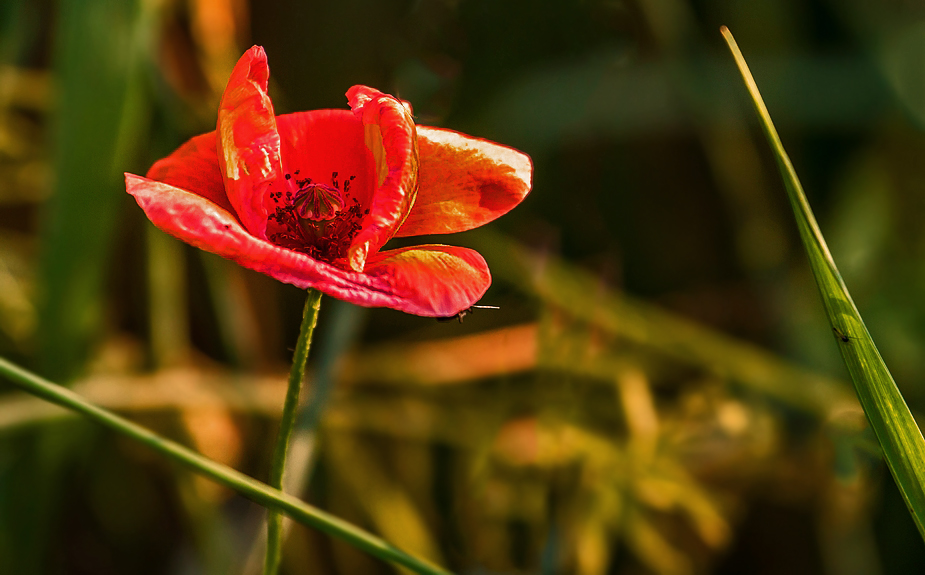 Mohnblümchen