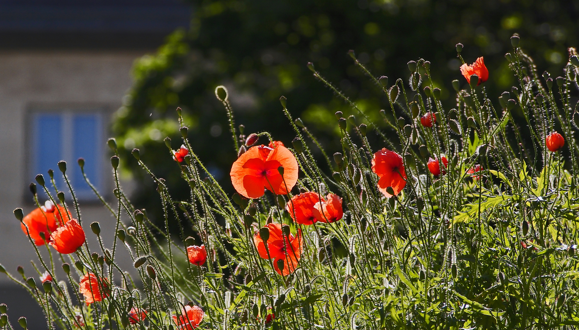 mohnblümchen