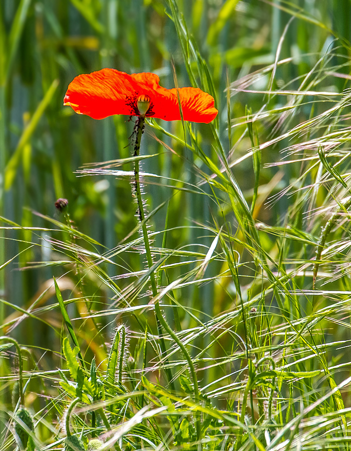 "Mohnblümchen"