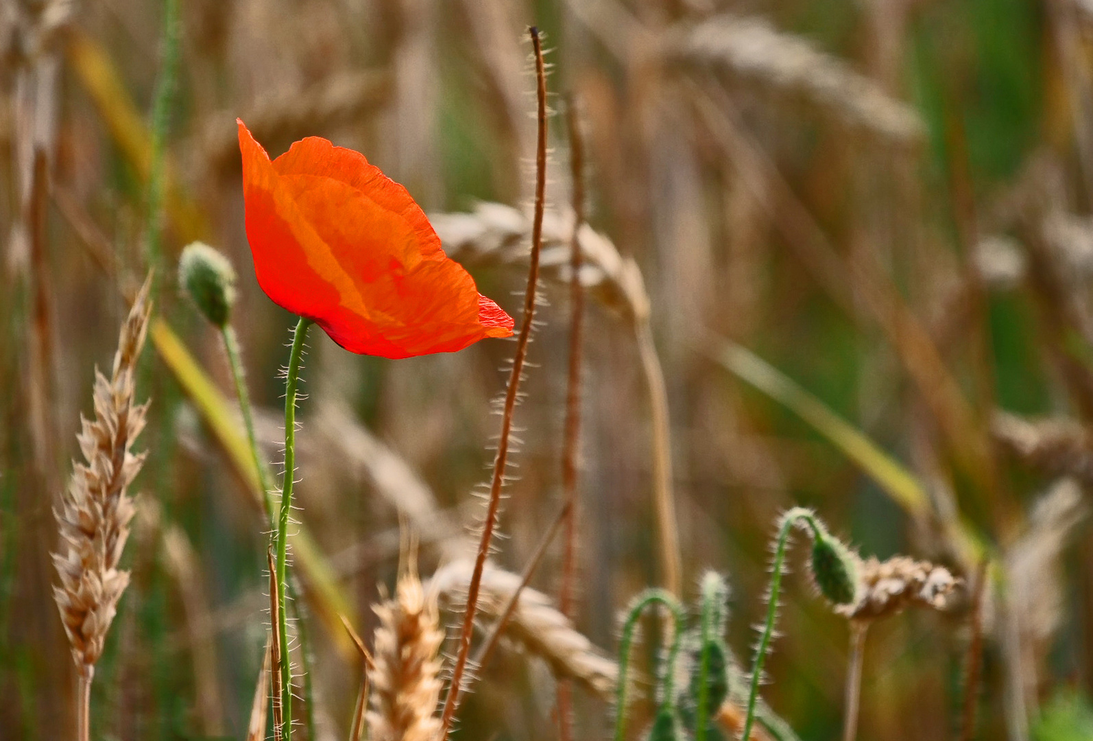 "MOHNBLÜMCHEN" am Feld