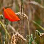 "MOHNBLÜMCHEN" am Feld