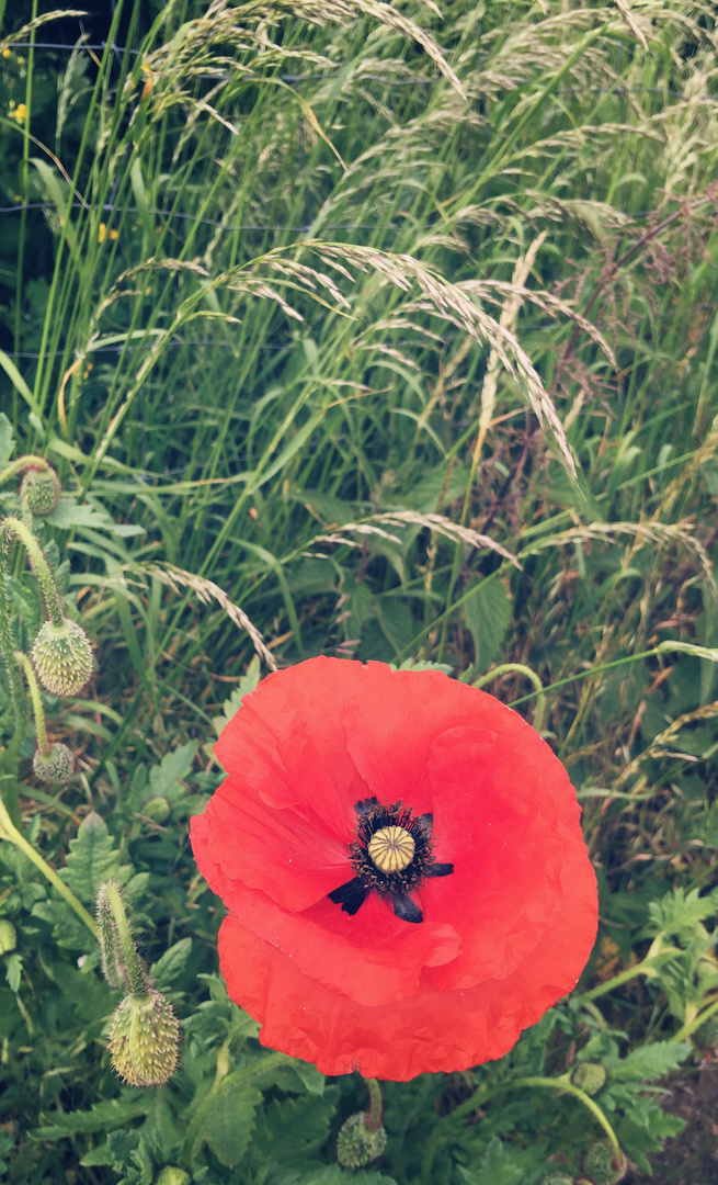 Mohnblümchen am Wegesrand