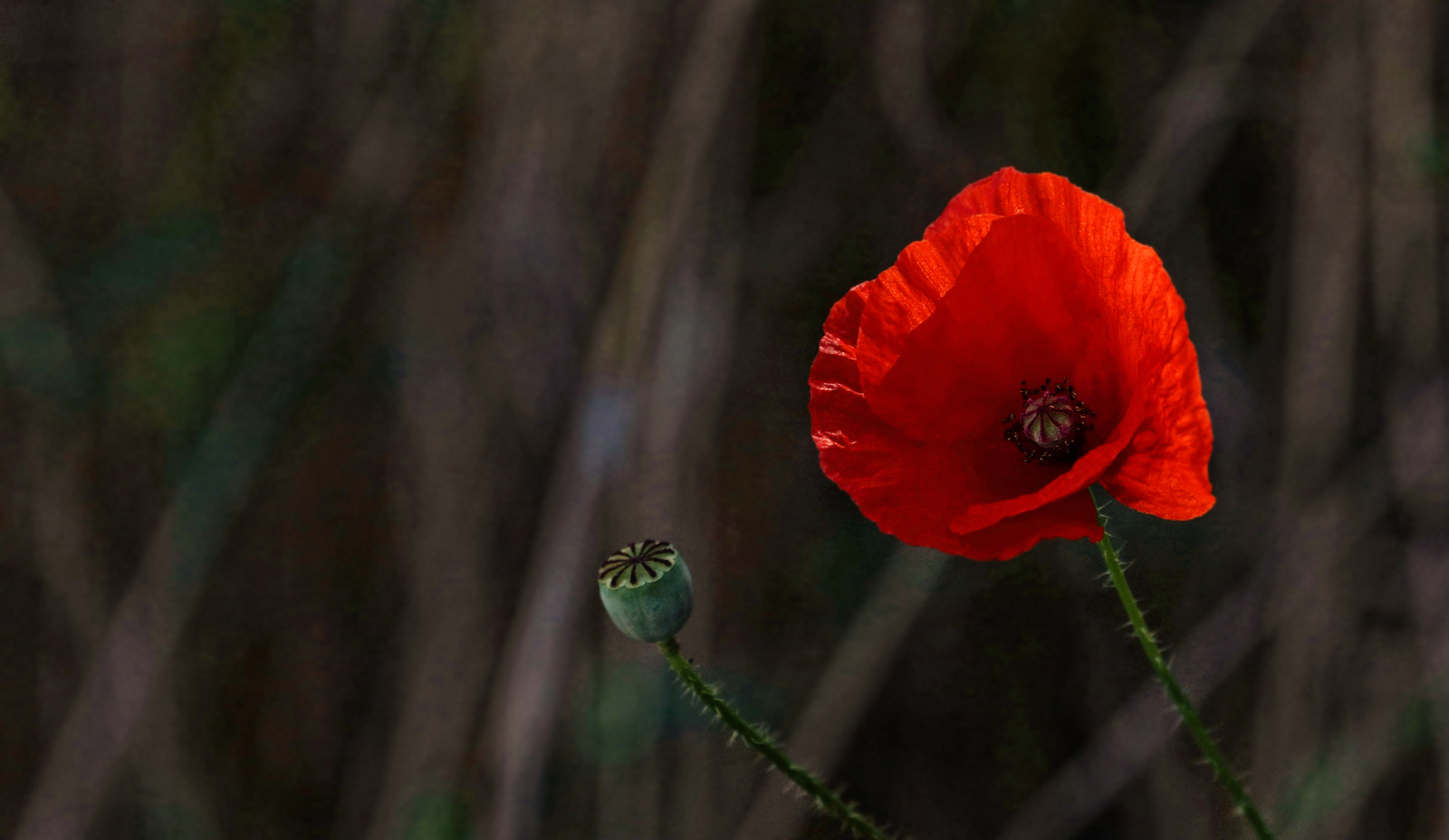 Mohnblümchen