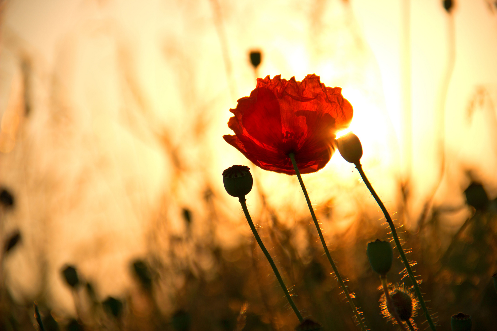 ~ Mohnblümchen im Morgenlicht ~