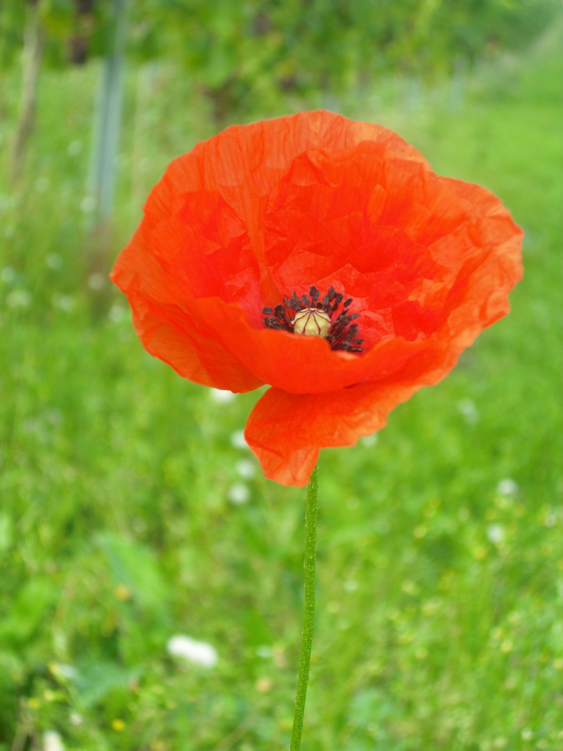 Mohnblümchen im Weinberg