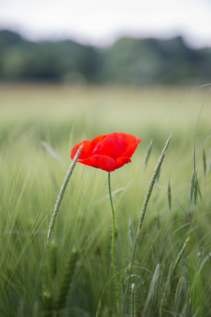 Mohnblüme im Kornfeld