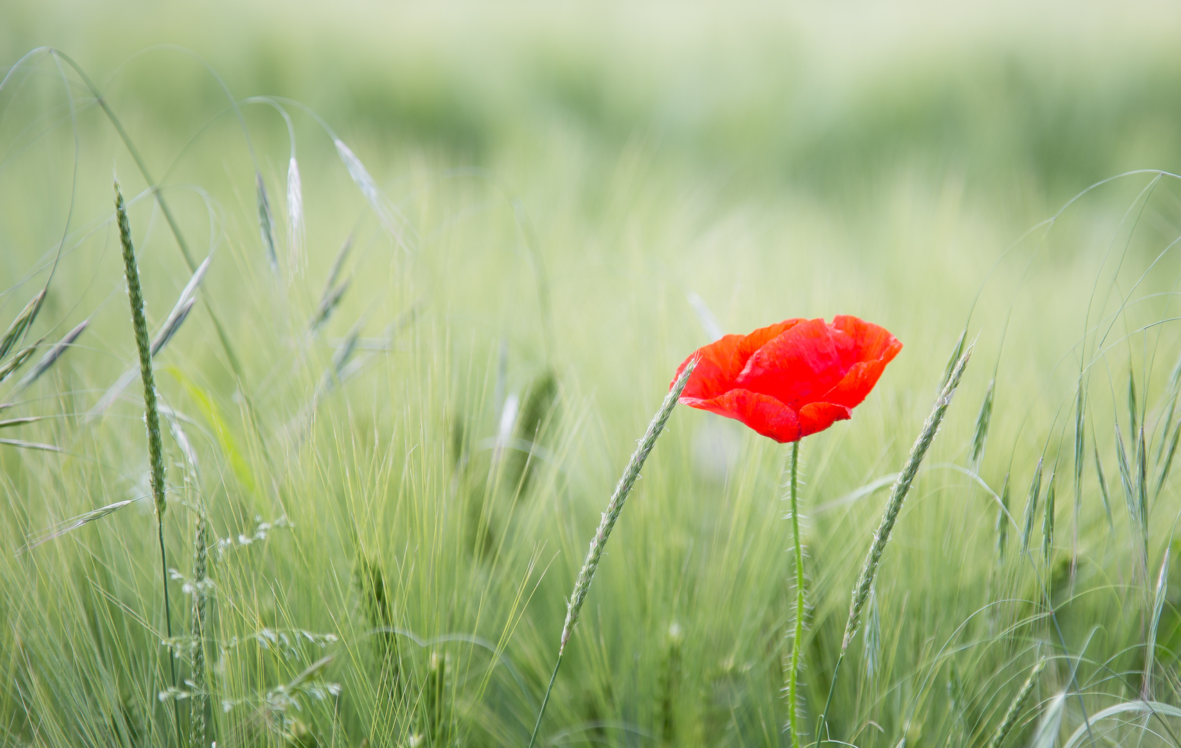 Mohnblüme im Kornfeld II