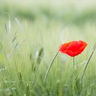 Mohnblüme im Kornfeld II