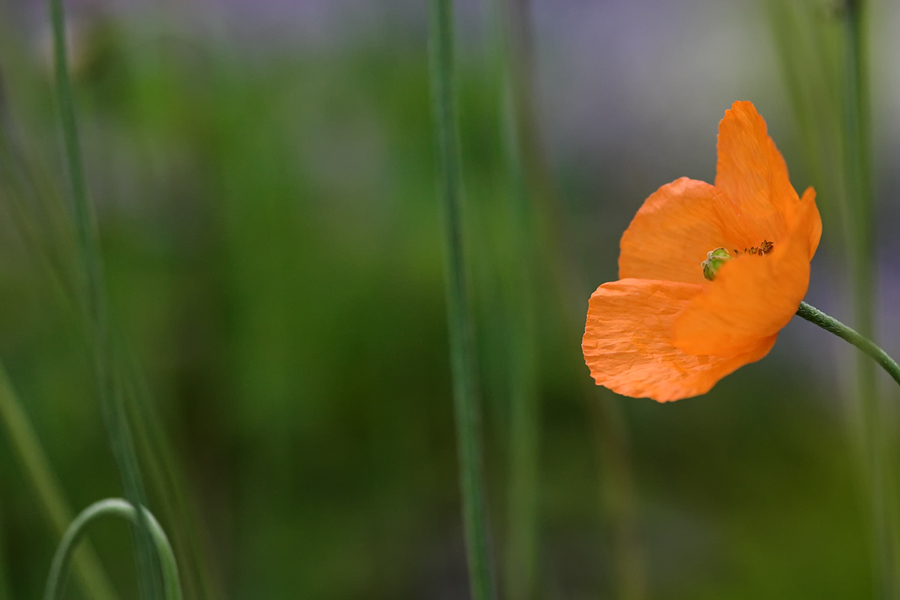 Mohnblüte