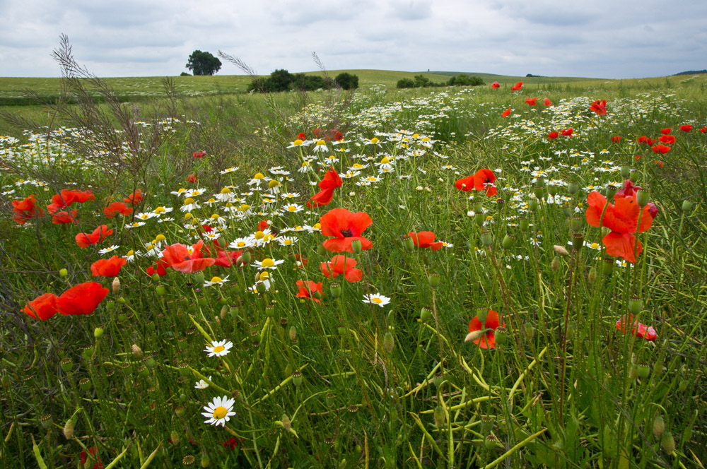 Mohnblüte 1