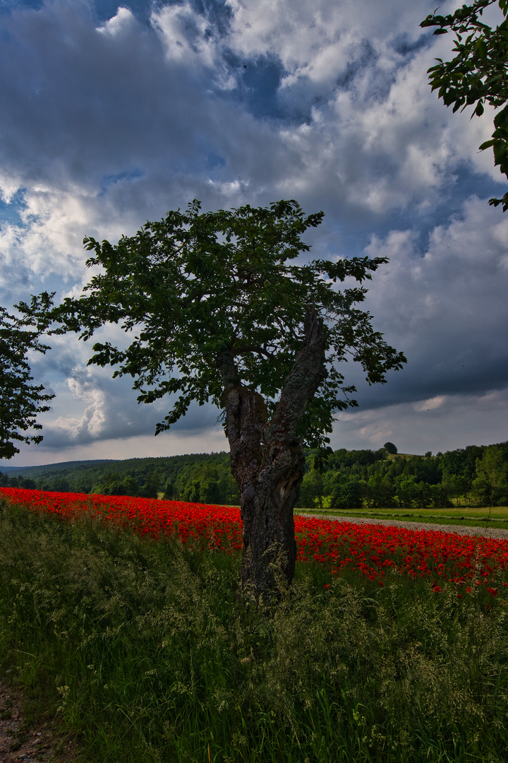 Mohnblüte