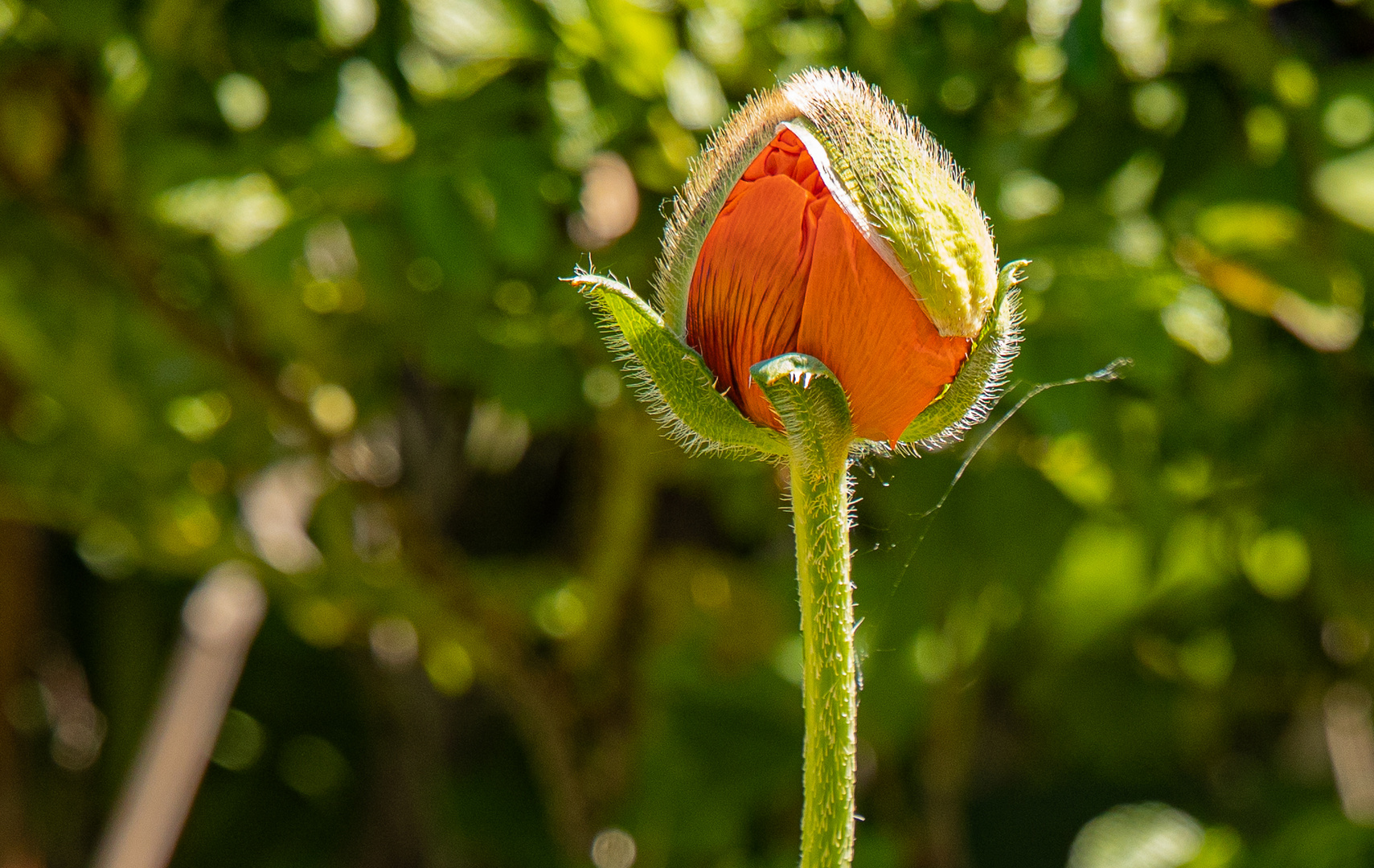 Mohnblüte