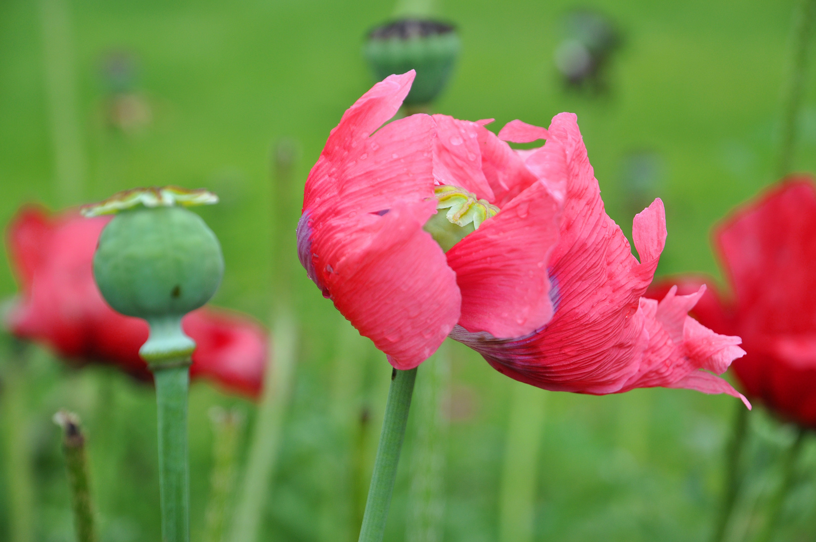 Mohnblüte