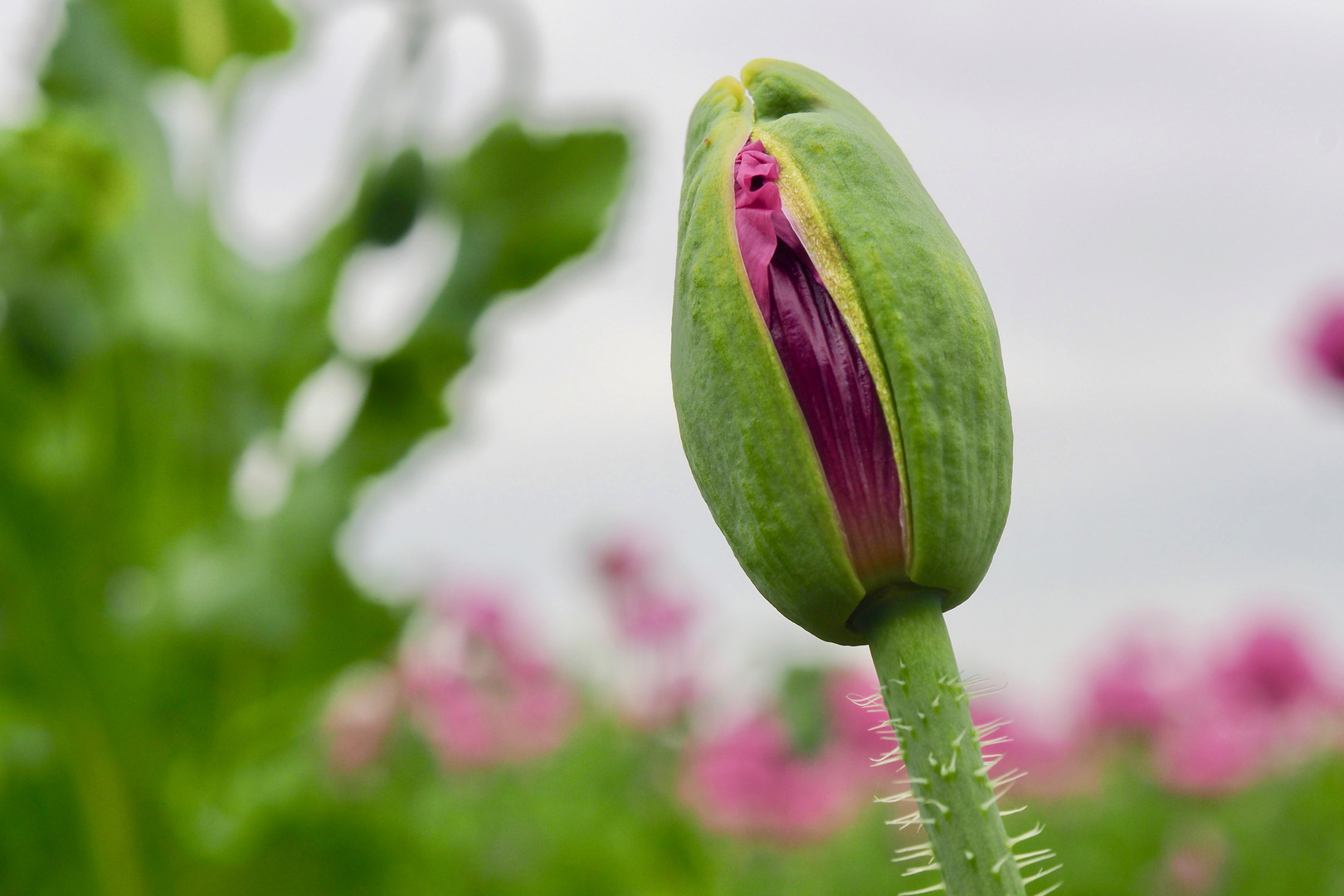 Mohnblüte..