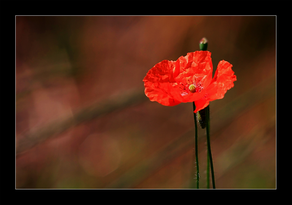 Mohnblüte....