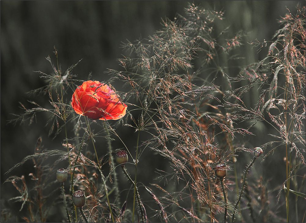 Mohnblüte ...