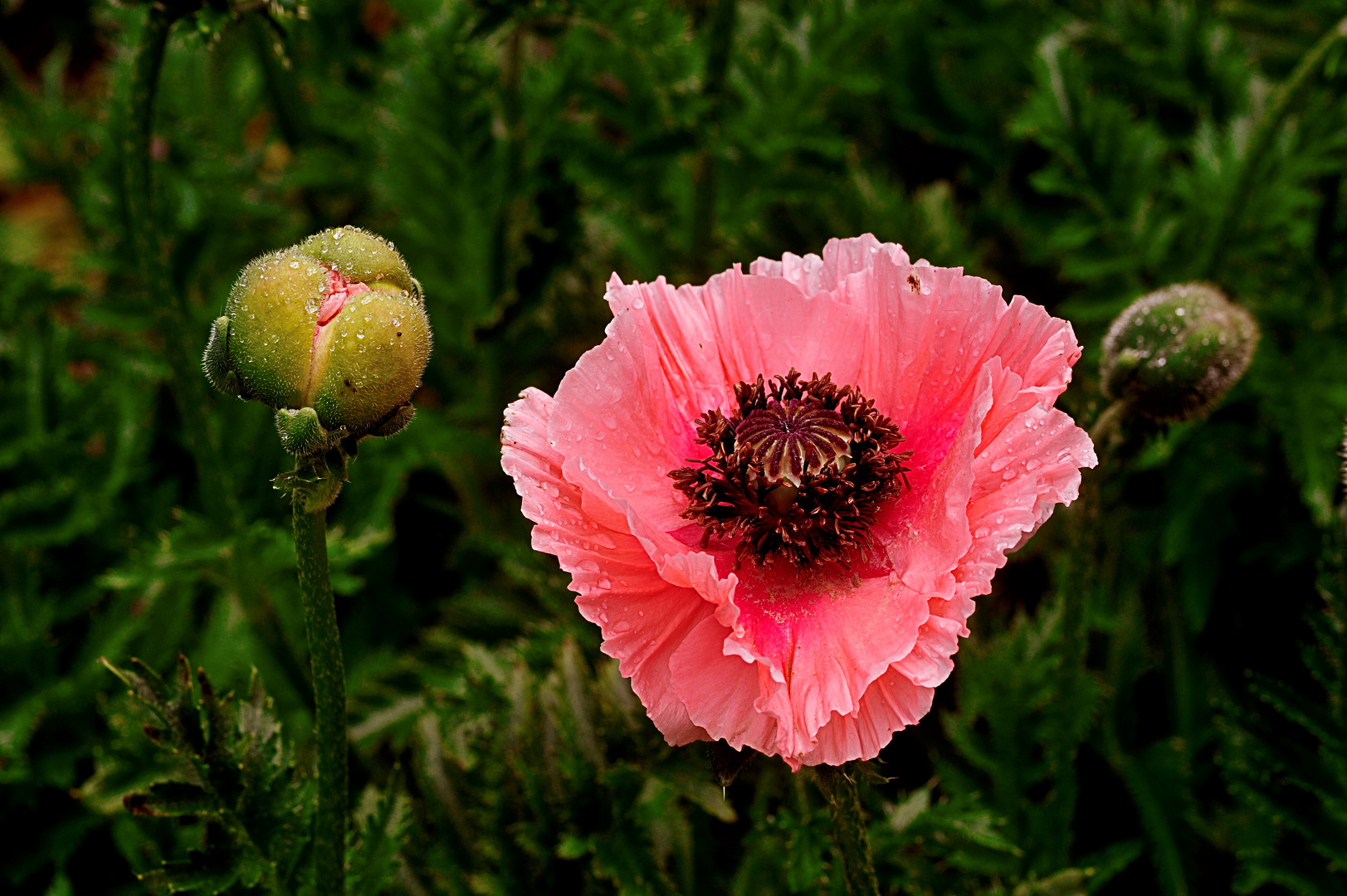 Mohnblüte