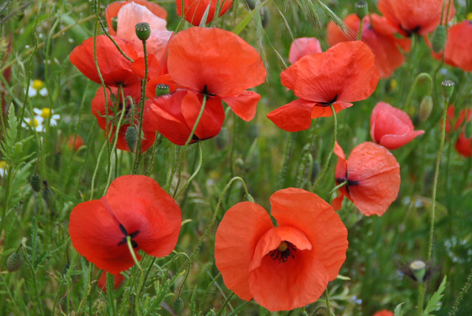 Mohnblüte Foto &amp; Bild | rot, mohnfelder, sommer Bilder auf fotocommunity