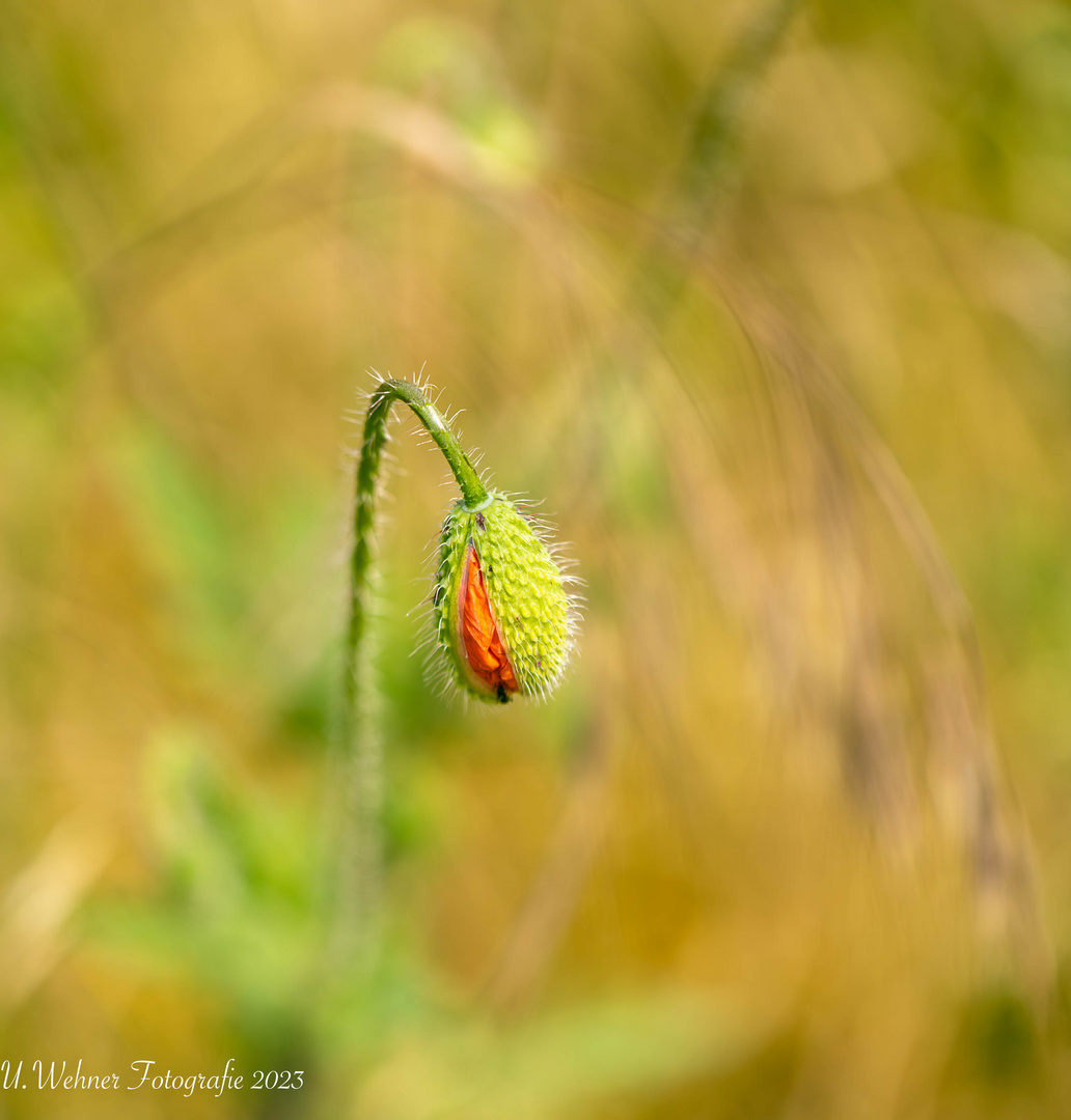 Mohnblüte