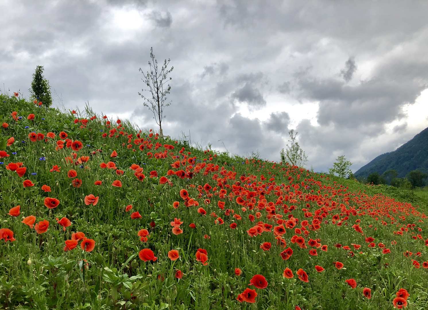 Mohnblüte