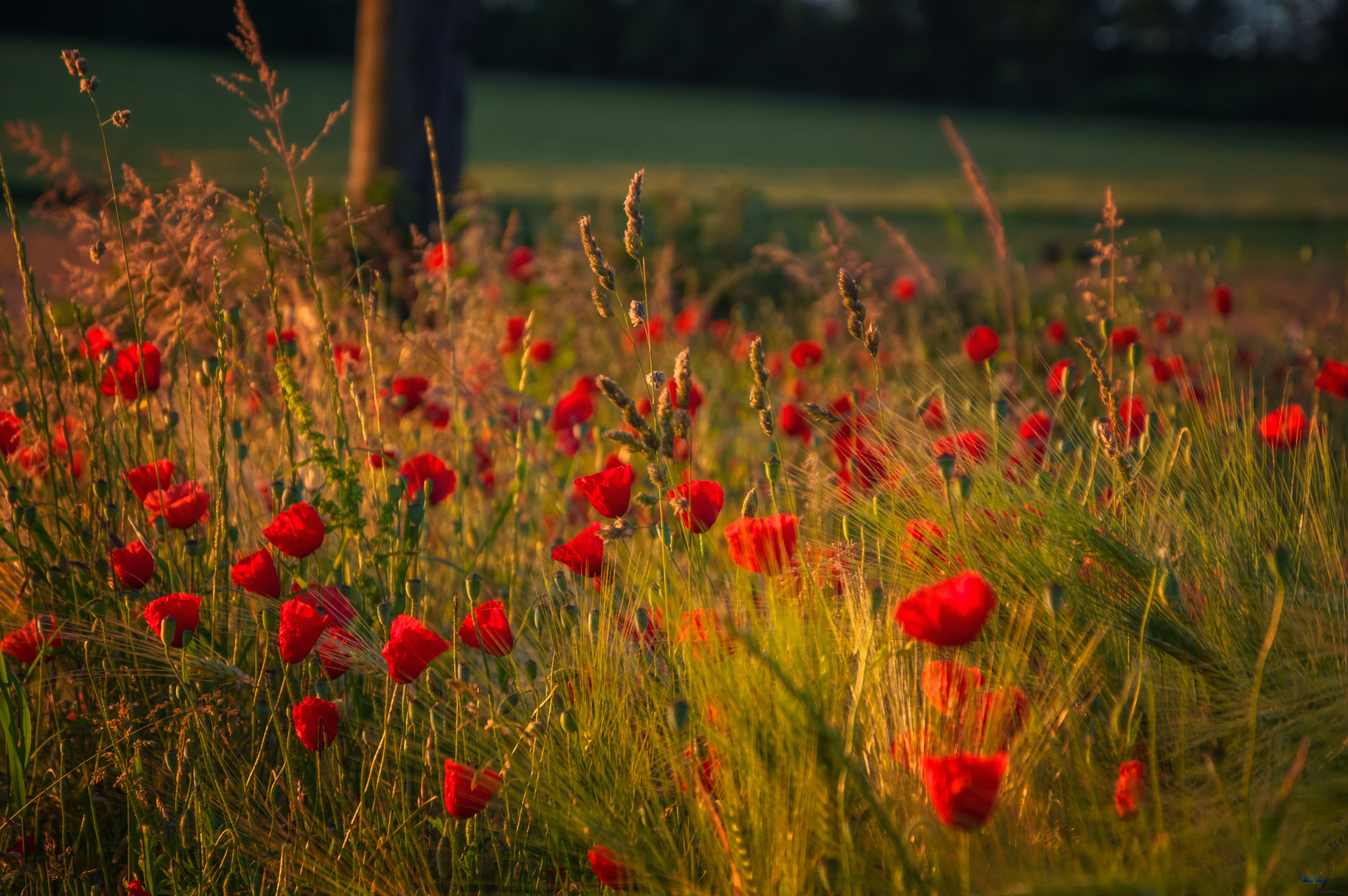 Mohnblüte