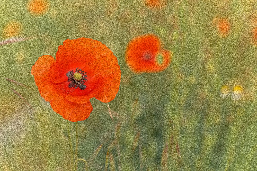 Mohnblüte Foto &amp; Bild | konstruktive bildbesprechung, wiese, natur ...