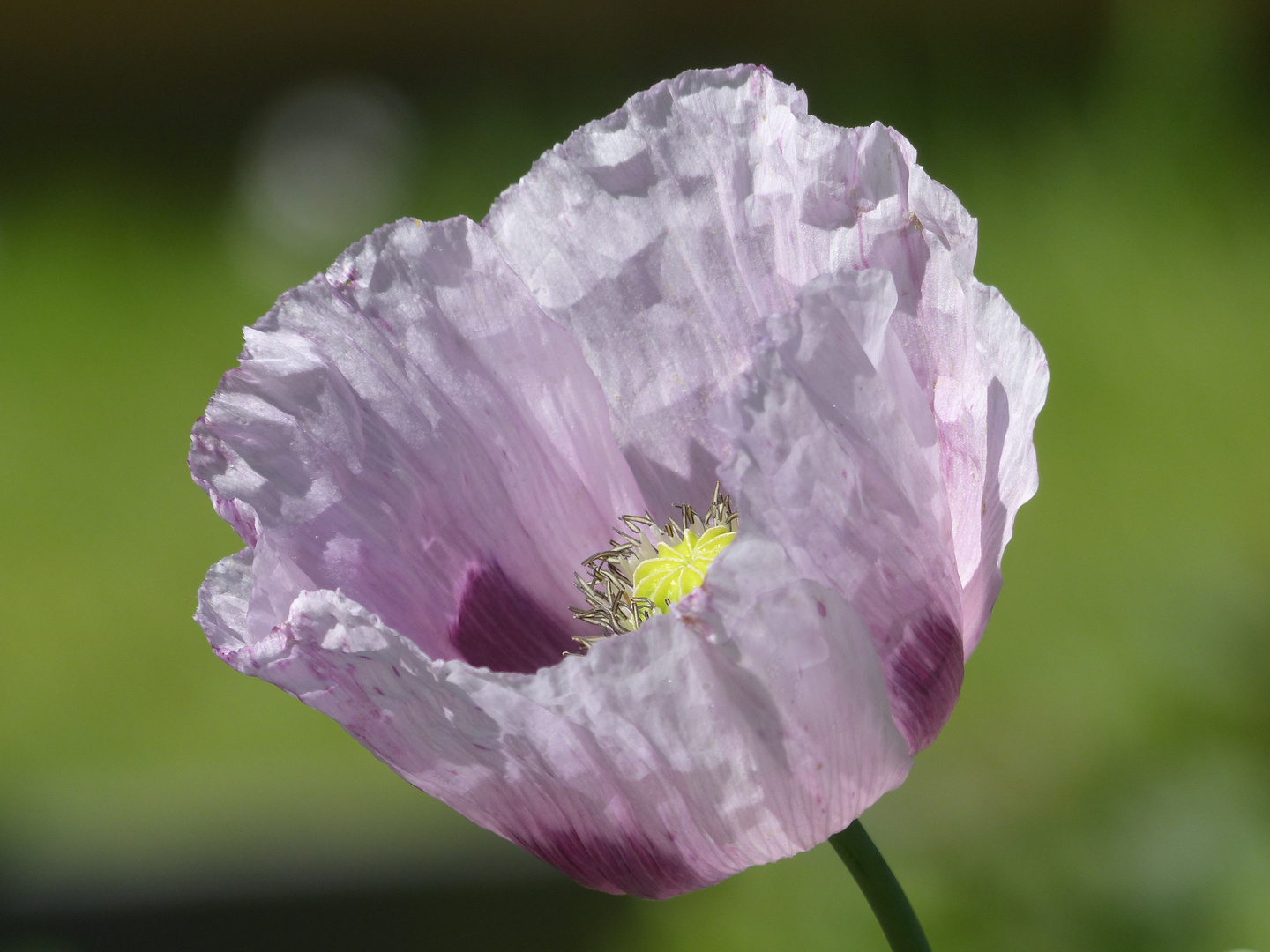 - Mohnblüte - Foto &amp; Bild | natur, mohn, pflanzen Bilder auf fotocommunity