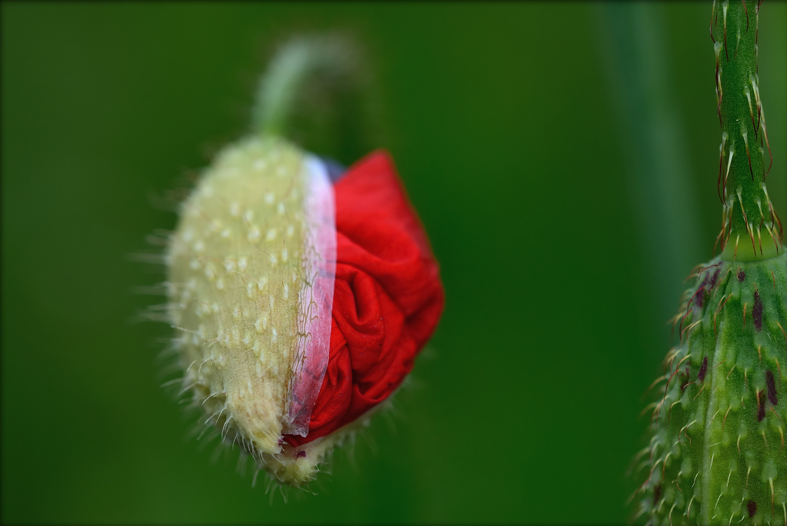 Mohnblüte