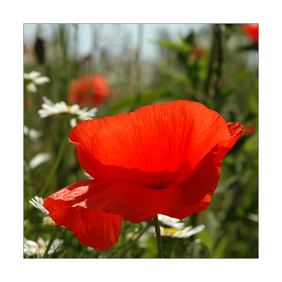 Mohnblüte Foto &amp; Bild | natur, mohn, pflanzen Bilder auf fotocommunity