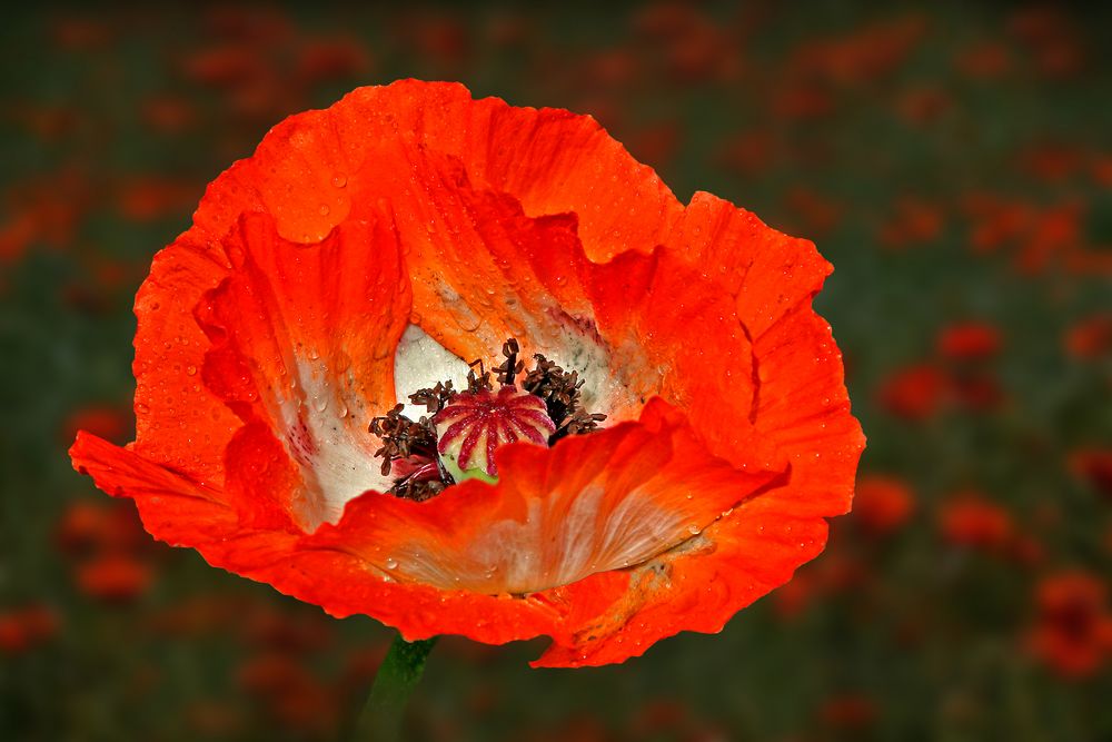 Mohnblüte Foto &amp; Bild | archiv, a r c h i v aktuell, rot Bilder auf ...