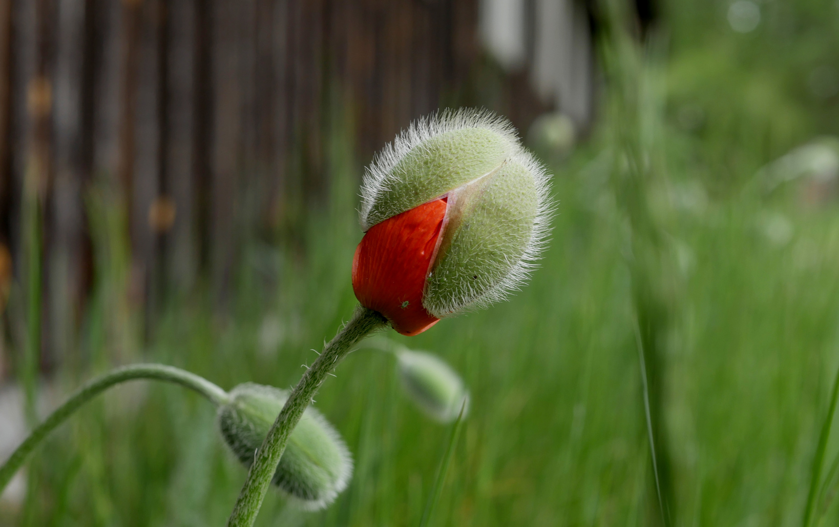 Mohnblüte