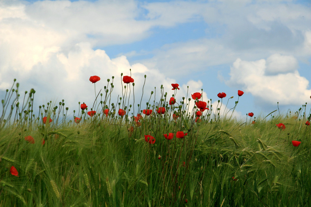 Mohnblüte