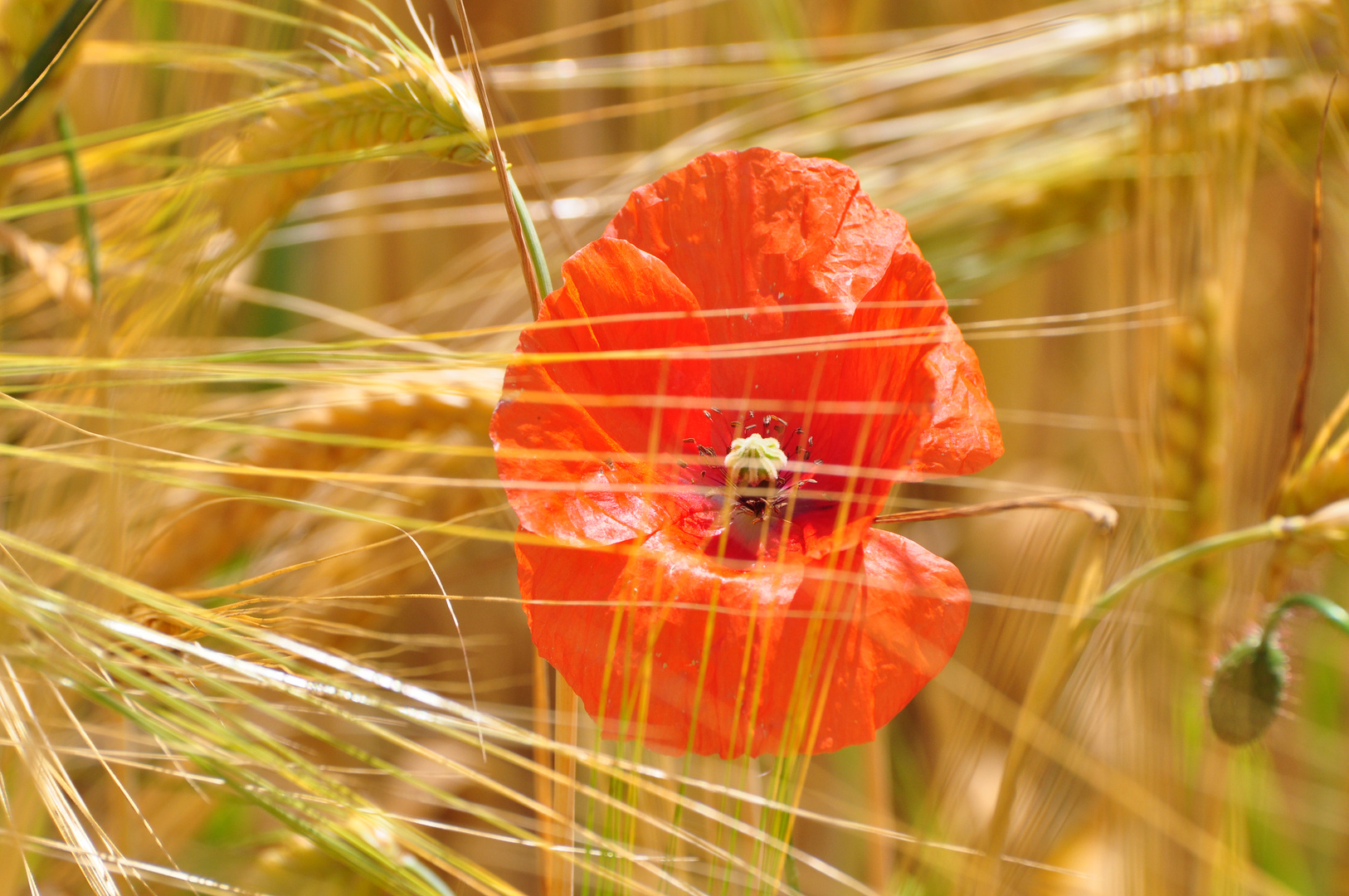 Mohnblüte