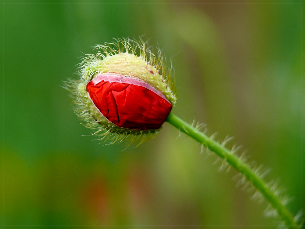 Mohnblüte