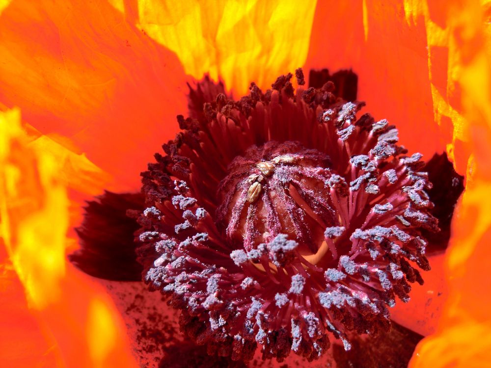 Mohnblüte von Sauerländerin 