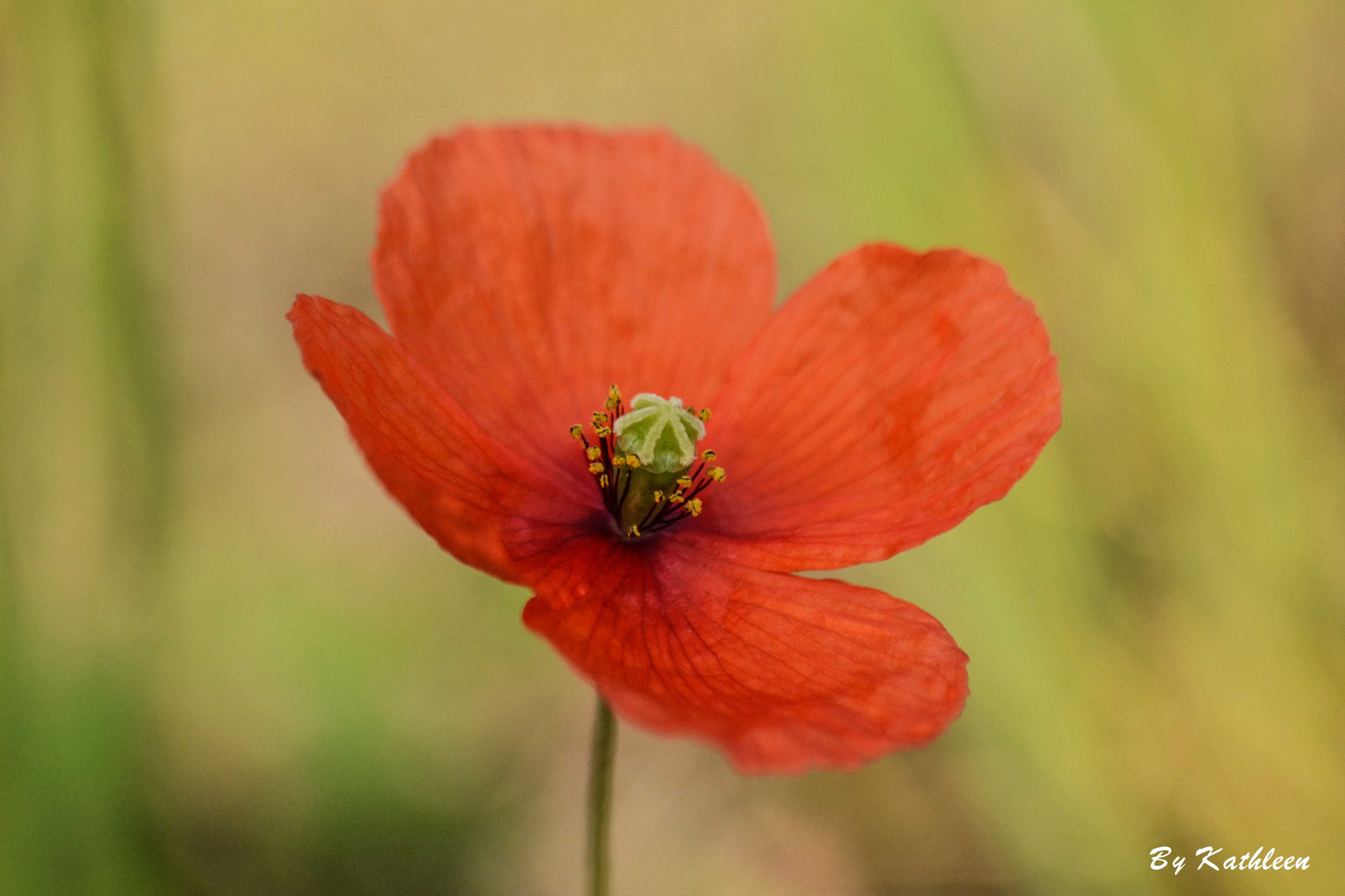 Mohnblüte