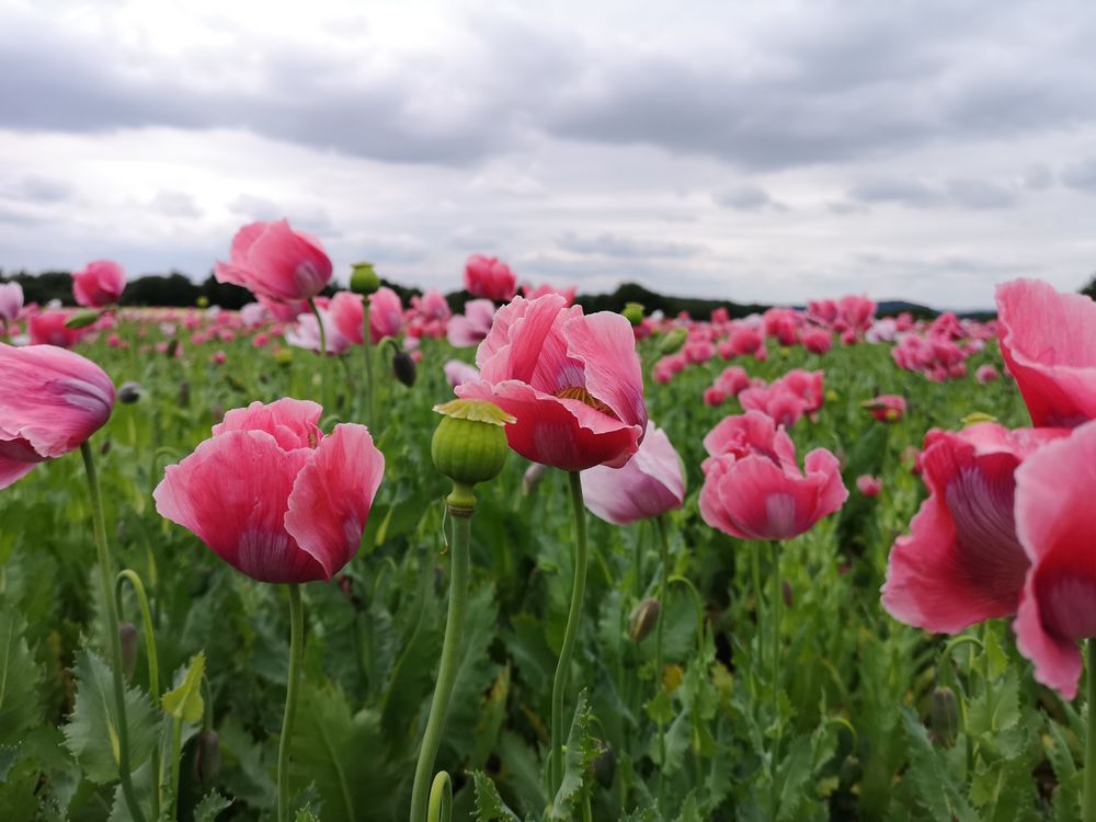 Mohnblüte Foto &amp; Bild | natur, blüten, motive Bilder auf fotocommunity