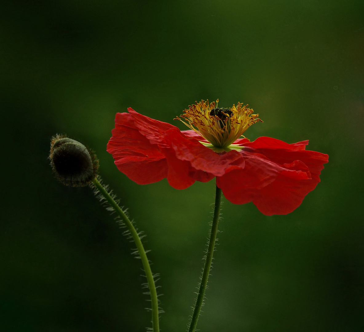 Mohnblüte am Abend