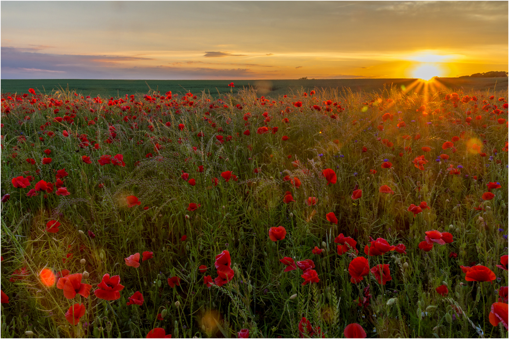 Mohnblüte am Abend